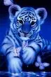 White tiger