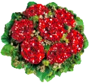 red roses
