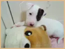 cute puppy