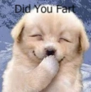 puppy