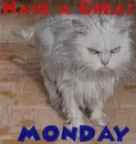 Wet & Angry Cat (with rainfall effect)- Have a Great Monday