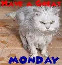 Wet & Angry Cat (with lightning effect)- Have a Great Monday