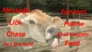 Moooo