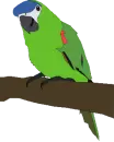 Parrot Poop