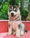Husky Smiles