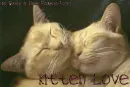 Kitten Love