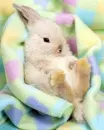 baby bunny