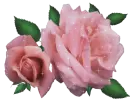 Sparkling Pink Roses