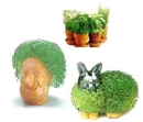 chia pet