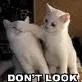 Funny cats