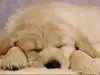 Puppy Background (cute!)