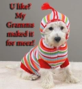 Dog in sweater