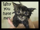 Why you hate?