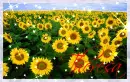 Field of Sunflowers (with sparkles)- Theresa