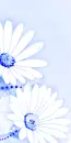 BLUE DAISIES