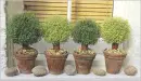 bonsai