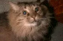 creepy cat