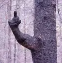 middle finger on a tree