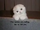 Killer Kitty