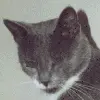scary cat