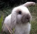 rabbit