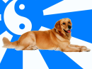 love pets