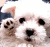 bye-cute puppy