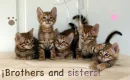 Brothers and Sisters Cats
