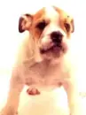 cachorrito box :)
