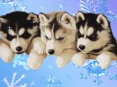 Dogs
