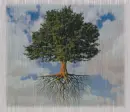 Rain Tree