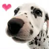 cute dalmatian