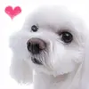 cute puppy