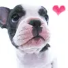 cute puppy