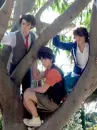jonas brothers in a tree
