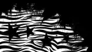 zebra print