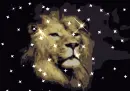 pretty lion 