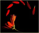 Petals