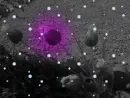 purple flower