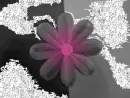 pink flower