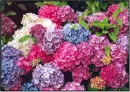 multi-colored hydrangeas
