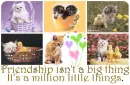 friendship....