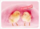 baby chicks