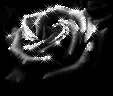 black rose 