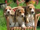 Cute puppies