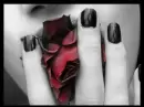 lovely rose