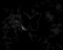 Background with the butterfly