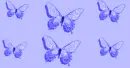 Periwinkle Butterflies