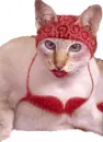 hi 