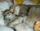 catnap